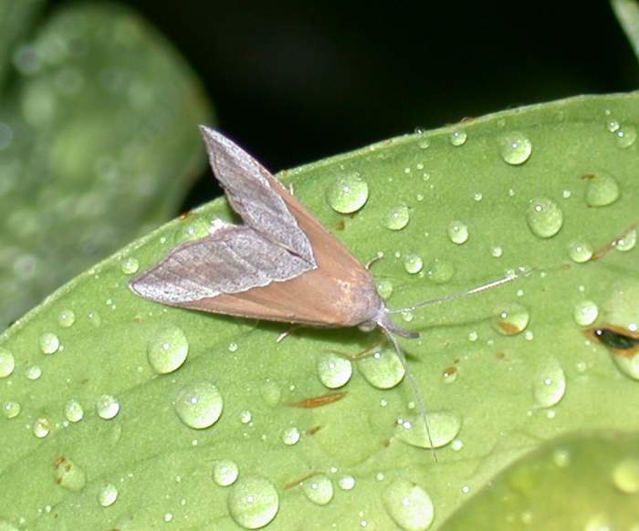farfalla da determinare: Hypena lividalis (Erebidae)